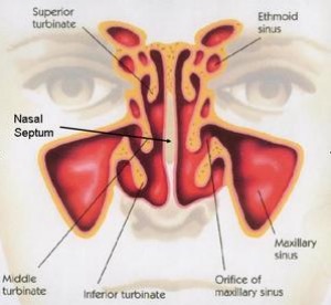 Nasal sinuses